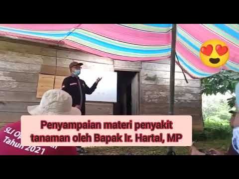 Kegiatan Pengabdian pada Masyarakat Dosen Proteksi Tanaman Mei 2021